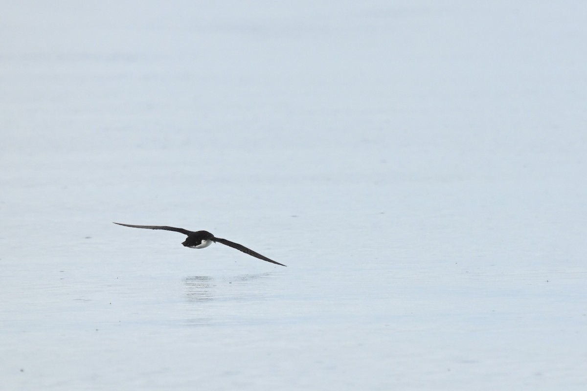 Manx Shearwater - Amanda Colbert