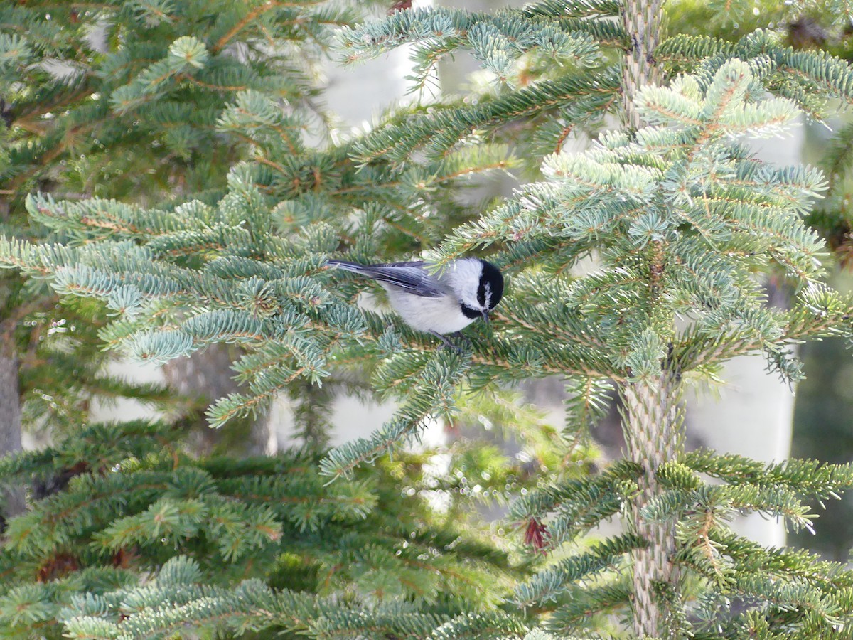 Mountain Chickadee - ML617018216