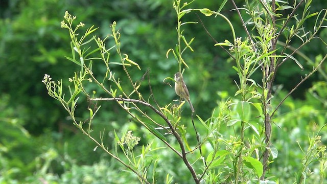 Cinnamon-rumped Seedeater - ML617018266