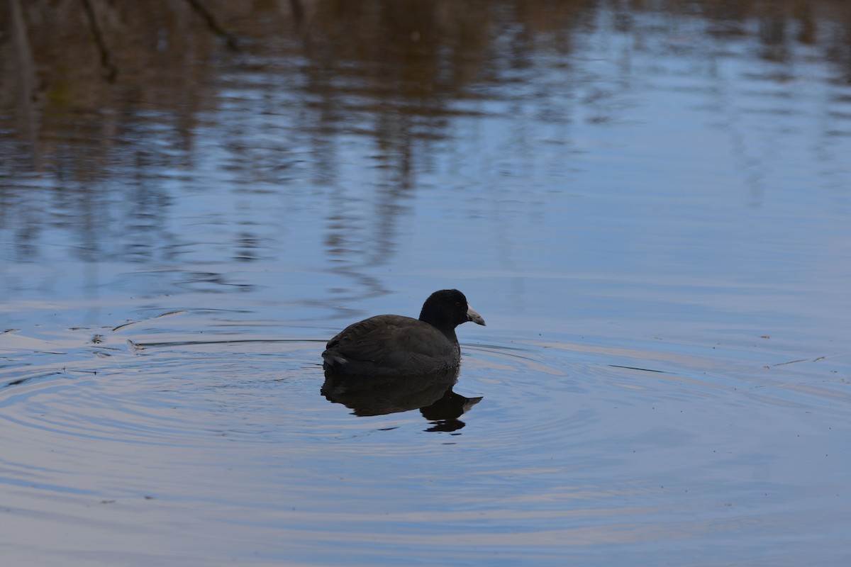 American Coot - ML617018275