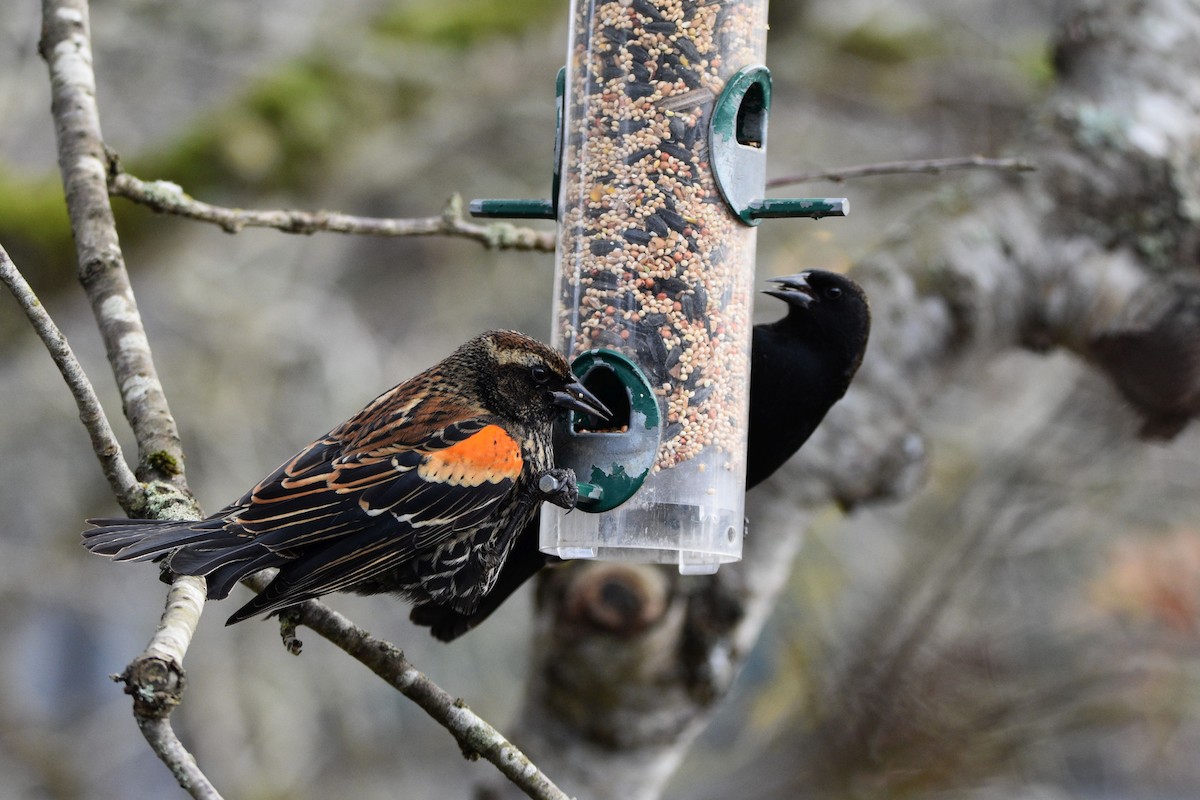 Red-winged Blackbird - Sydney Gerig