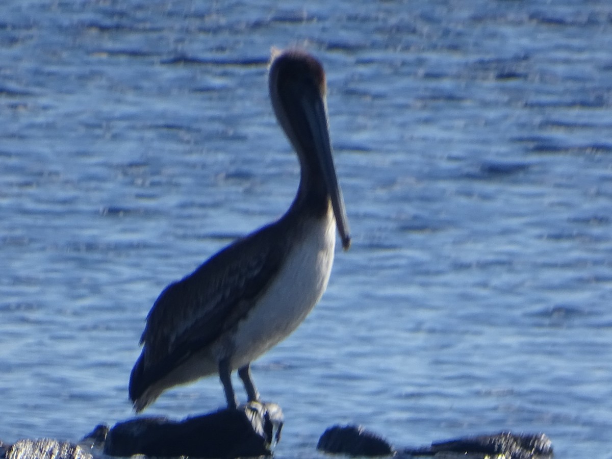 Brown Pelican - ML617018349