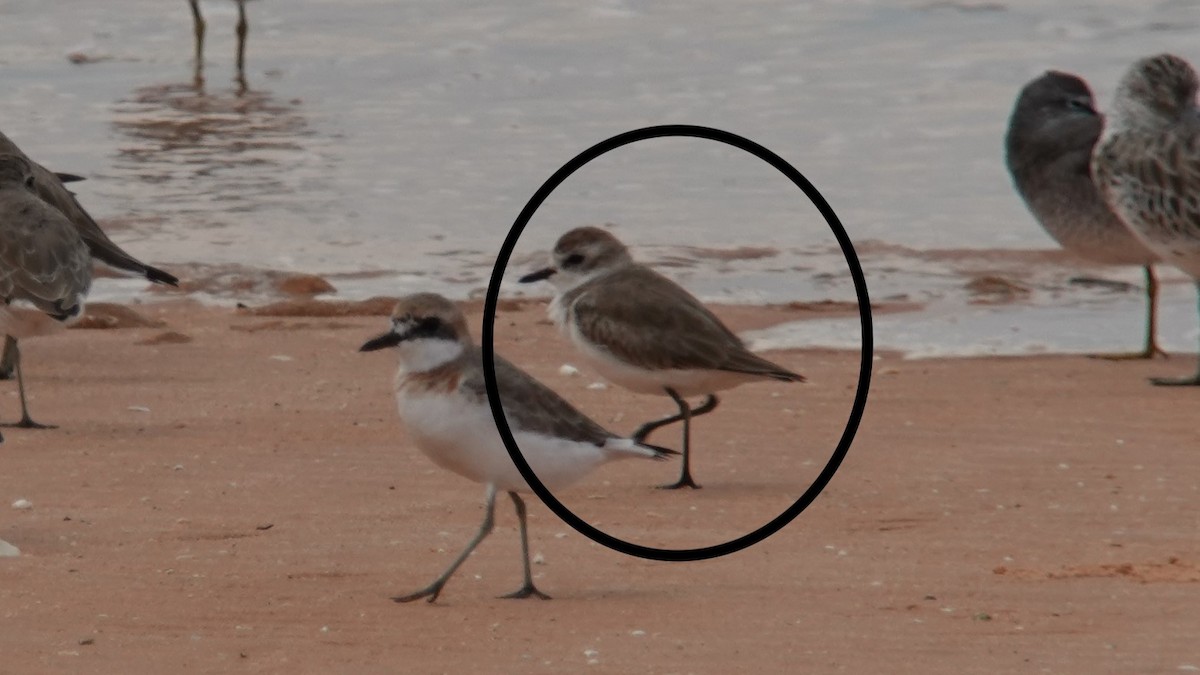 Tibetan Sand-Plover - ML617018380