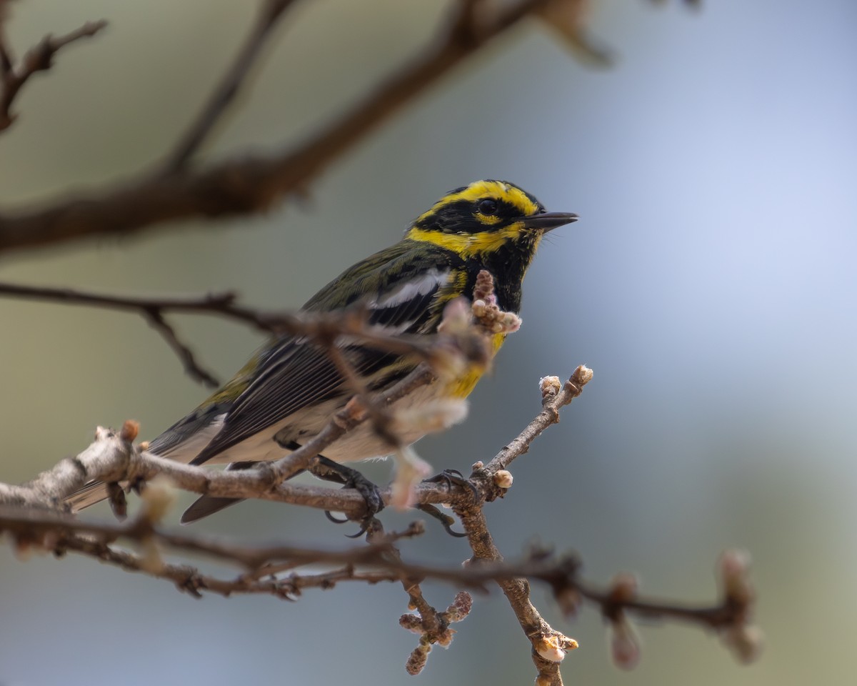 Townsend's Warbler - Ligia y Carlos Marroquín Pimentel