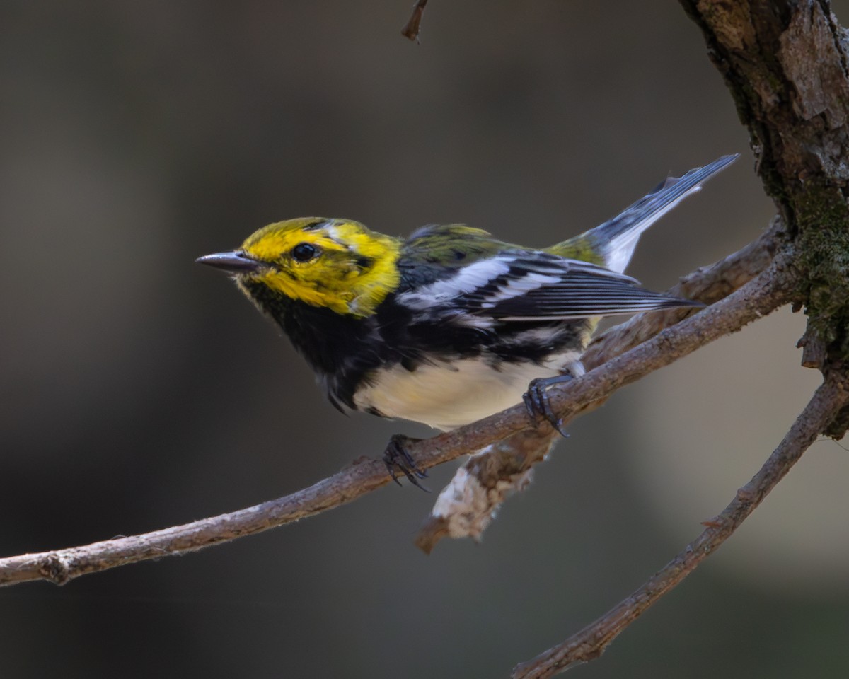 Black-throated Green Warbler - Ligia y Carlos Marroquín Pimentel