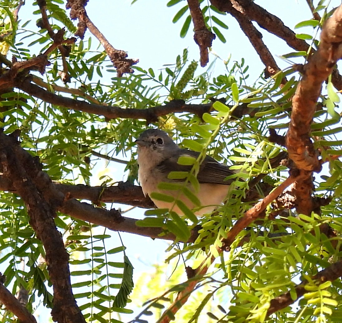 Gray Vireo - ML617018455