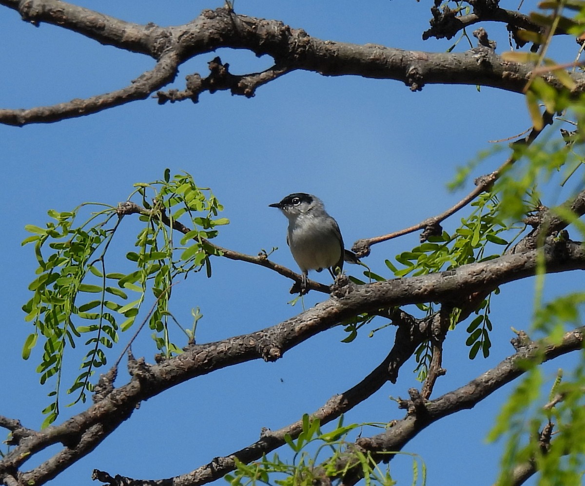 Black-tailed Gnatcatcher - Mary Tannehill