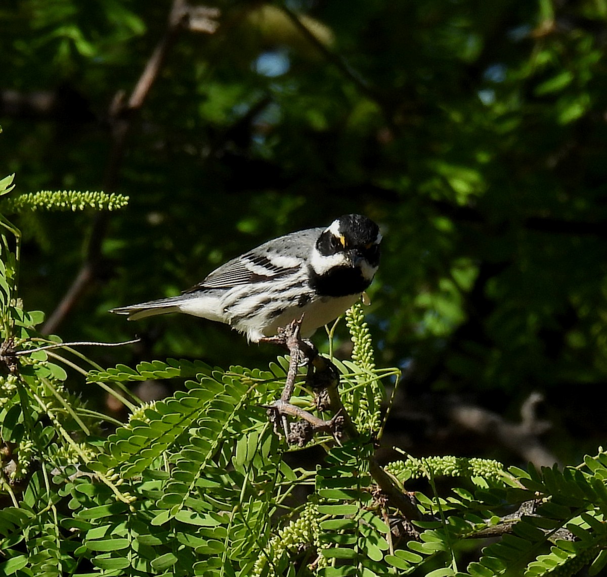 Black-throated Gray Warbler - ML617018469