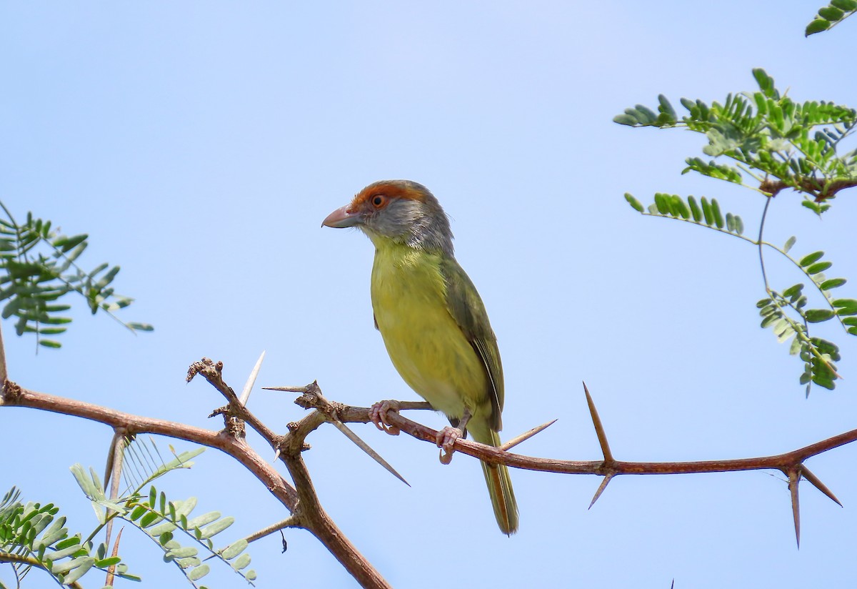 Rufous-browed Peppershrike - Romel Romero