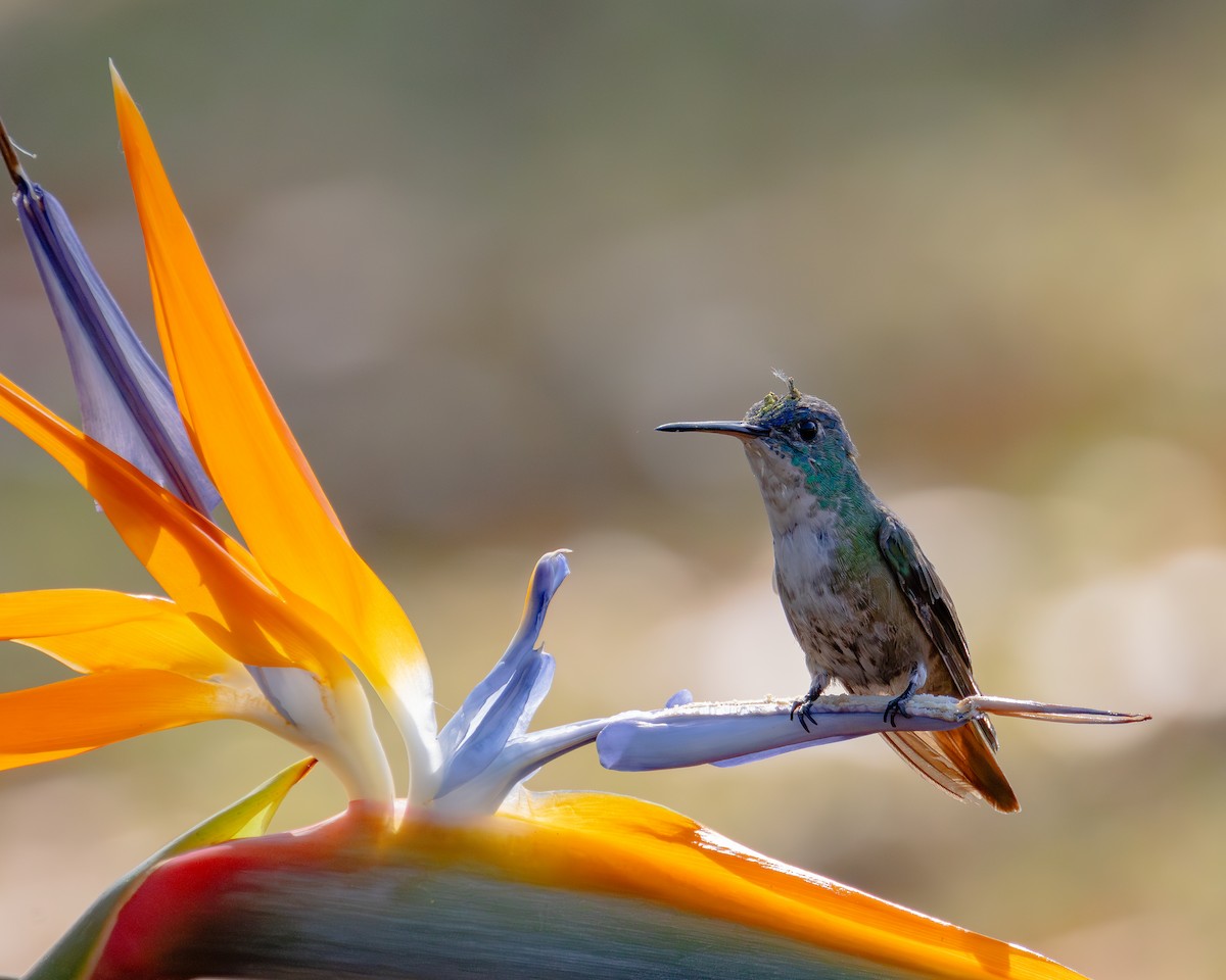 Azure-crowned Hummingbird (Azure-crowned) - Ligia y Carlos Marroquín Pimentel