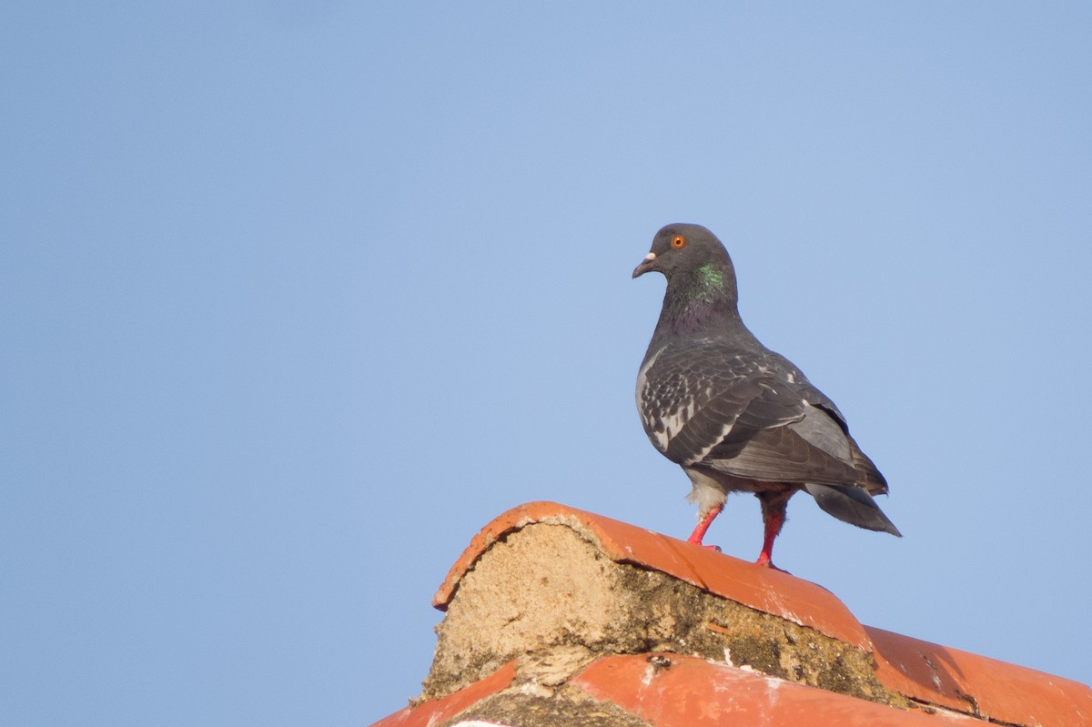 Rock Pigeon (Feral Pigeon) - ML617018530