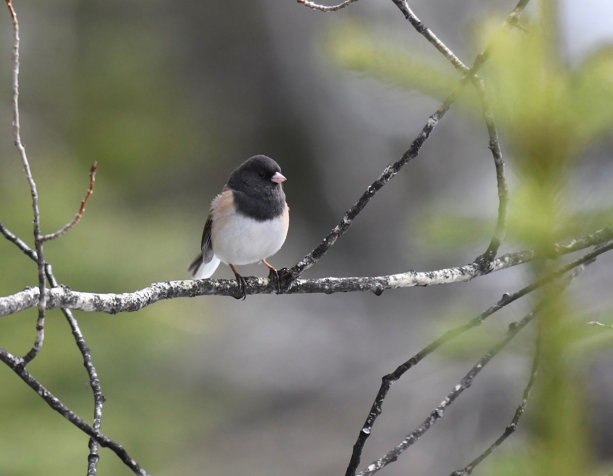 Dark-eyed Junco (Oregon) - ML617018579