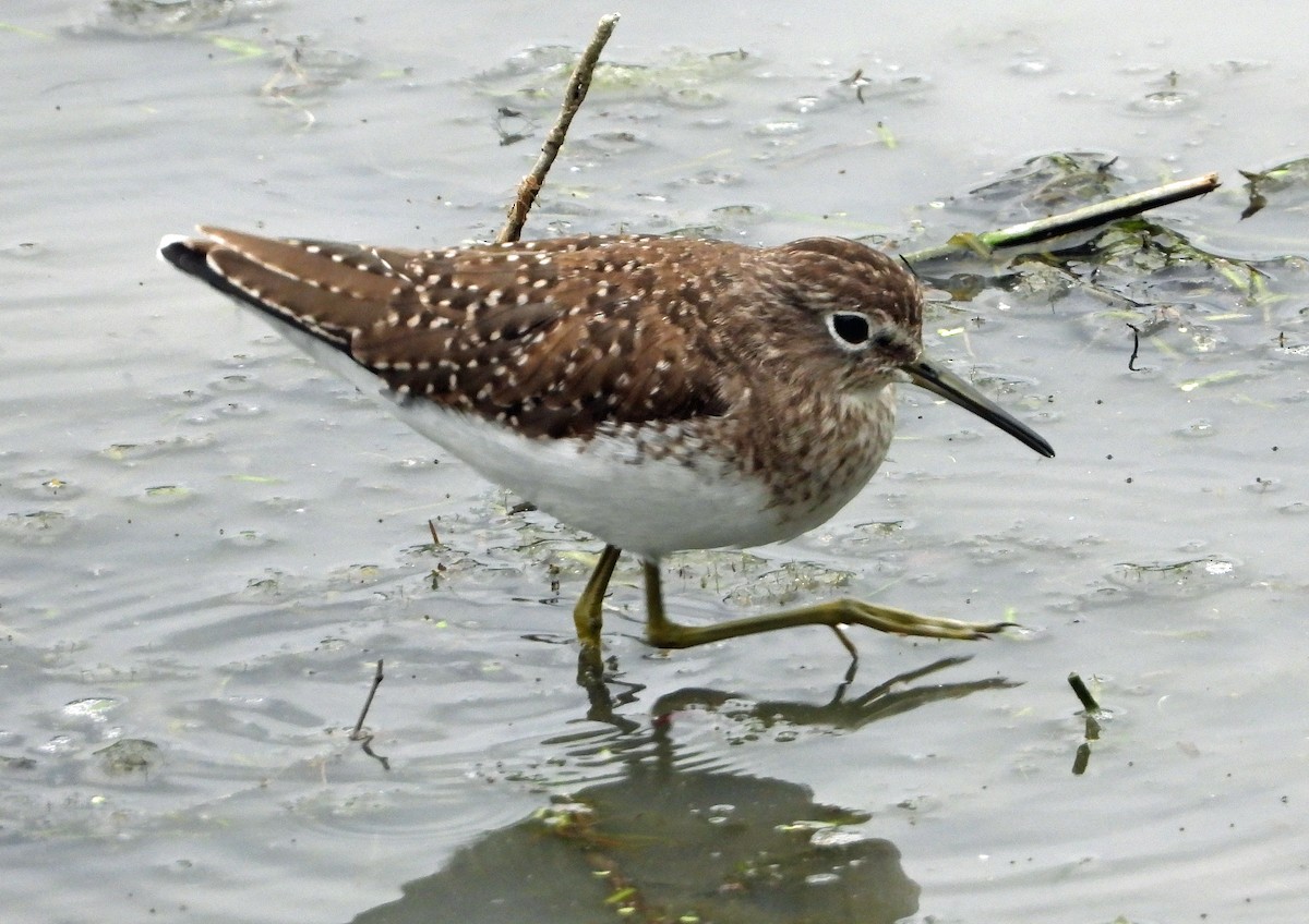 Solitary Sandpiper - Aimee LaBarr