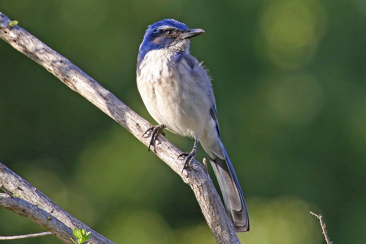 California Scrub-Jay - Joan Tisdale