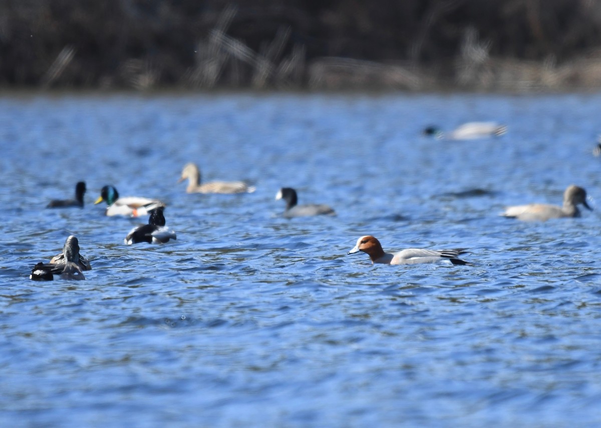 Eurasian Wigeon - ML617018735