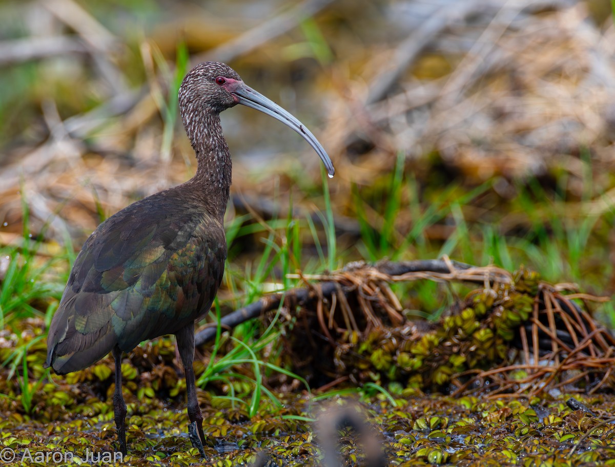 White-faced Ibis - Aaron Juan