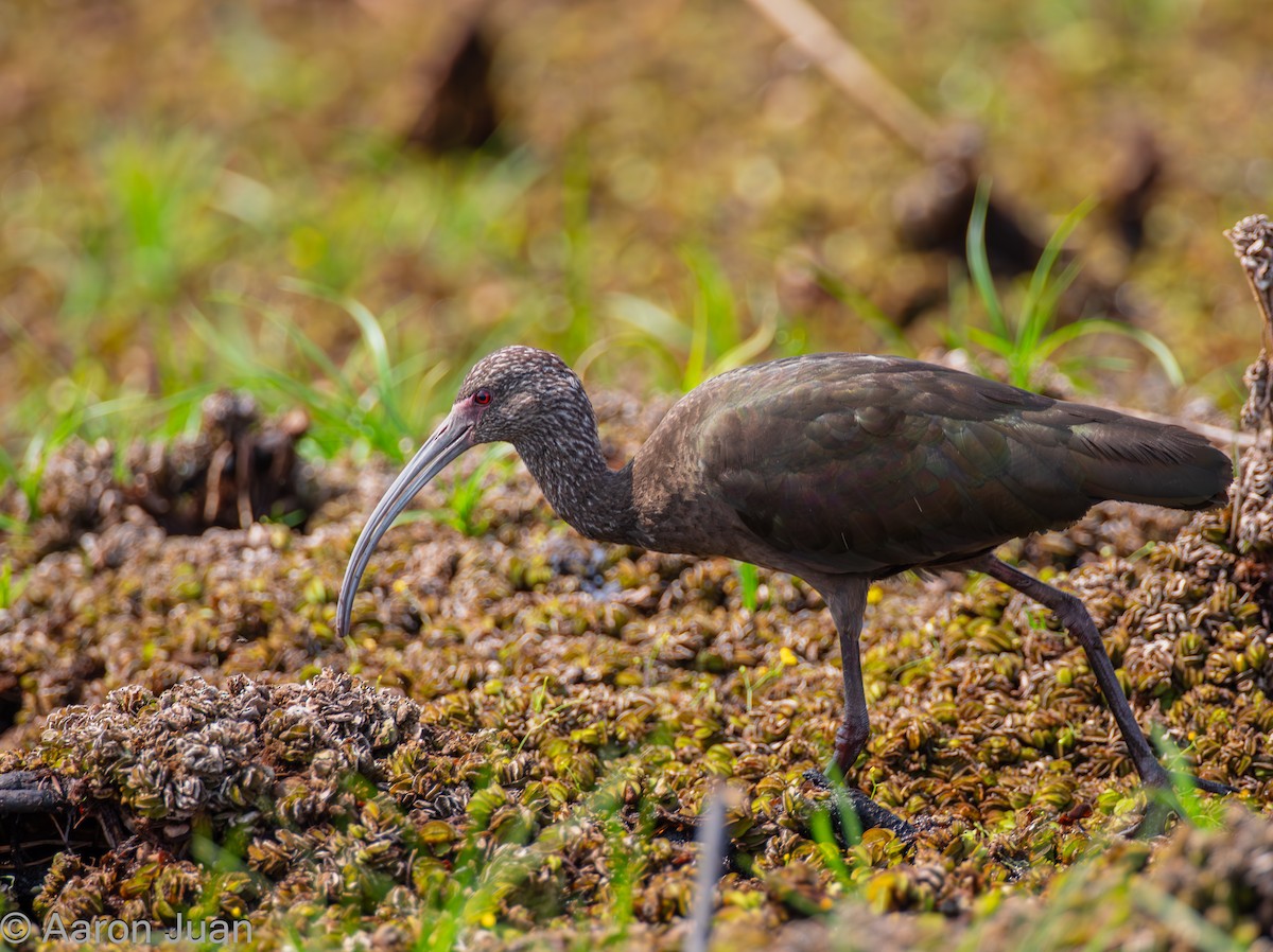 White-faced Ibis - Aaron Juan