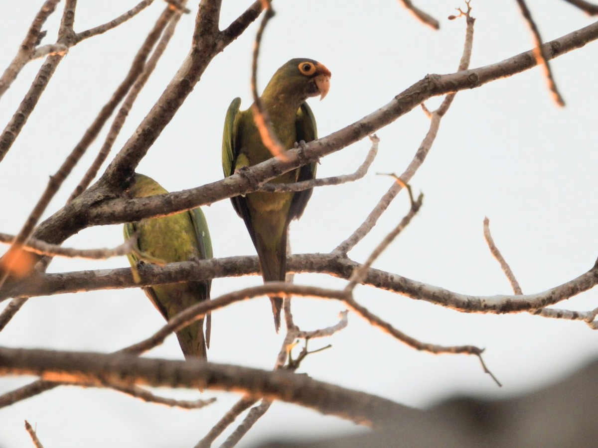 Orange-fronted Parakeet - Bany Alvarenga