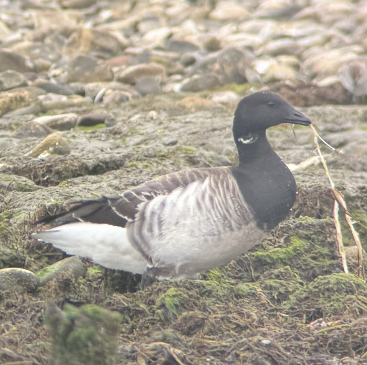 Brant (Atlantic) - ML617018817