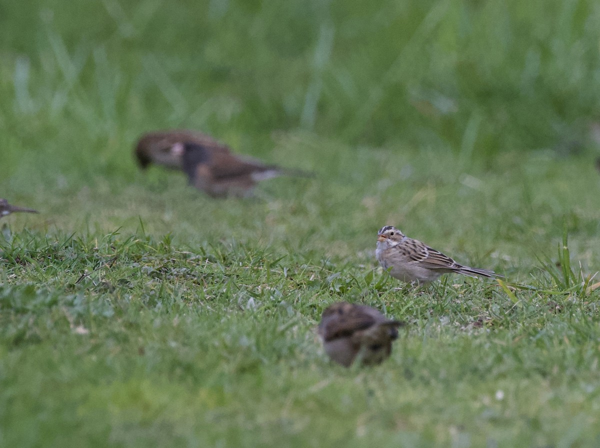 Clay-colored Sparrow - ML617018851