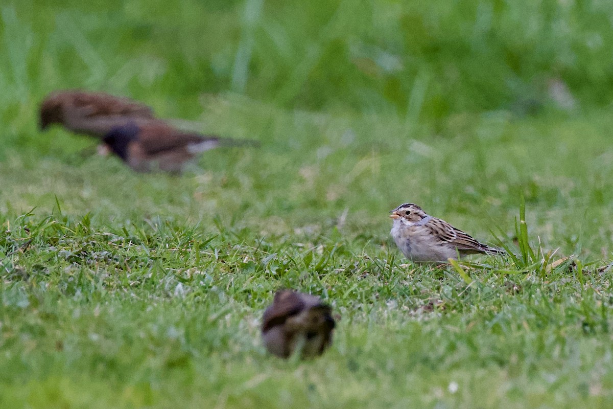 Clay-colored Sparrow - ML617018852
