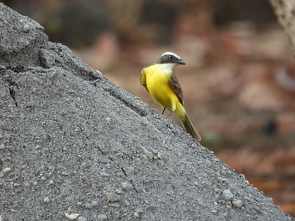 Social Flycatcher - Bany Alvarenga