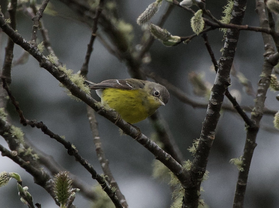 Magnolia Warbler - ML617018879