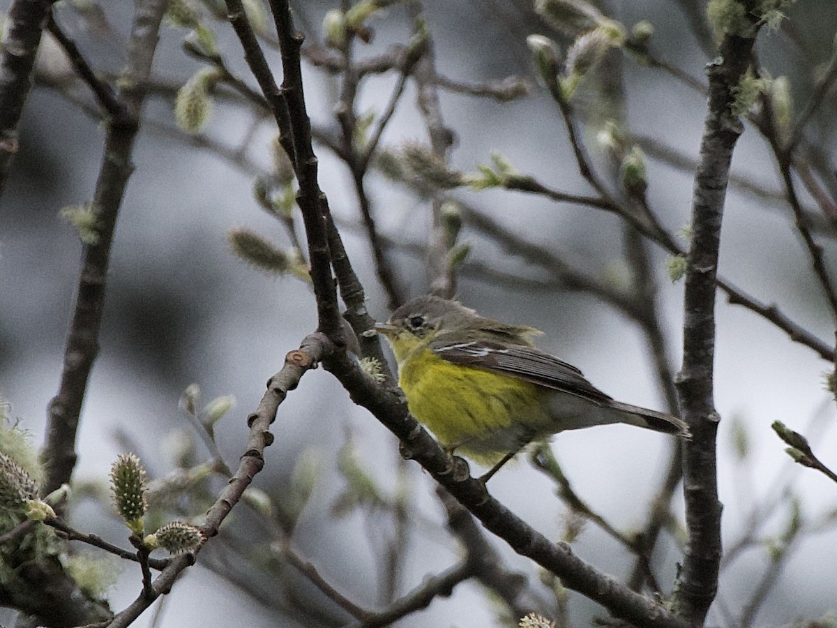 Magnolia Warbler - ML617018880