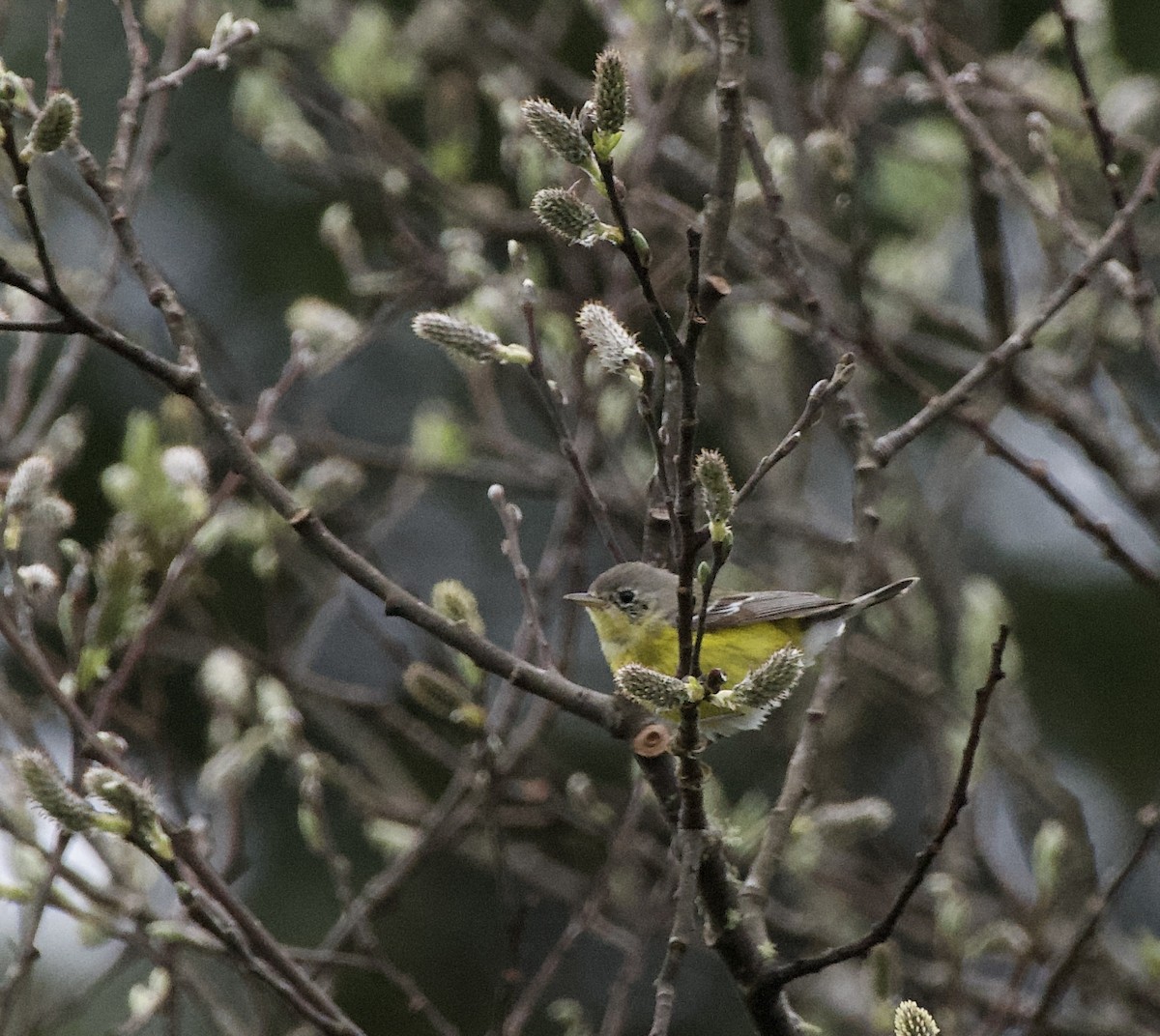 Magnolia Warbler - ML617018881