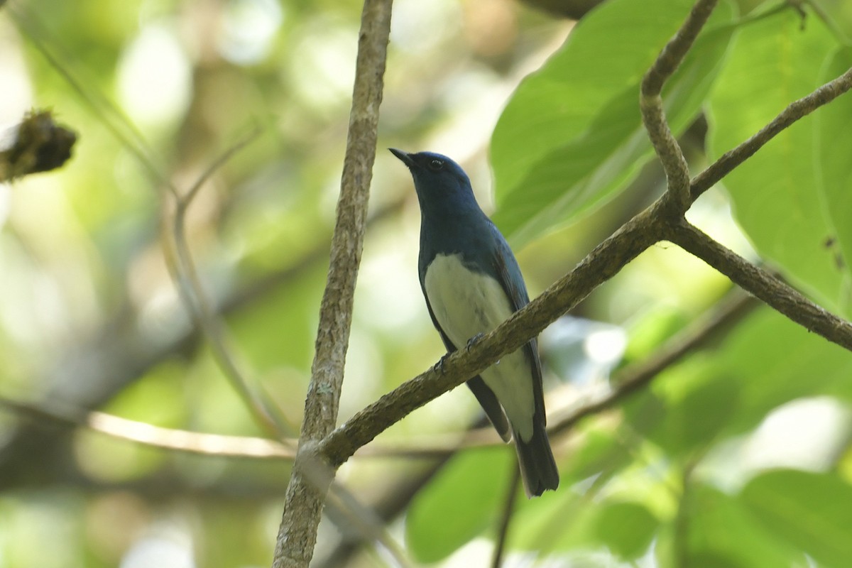 Zappey's Flycatcher - ML617018885