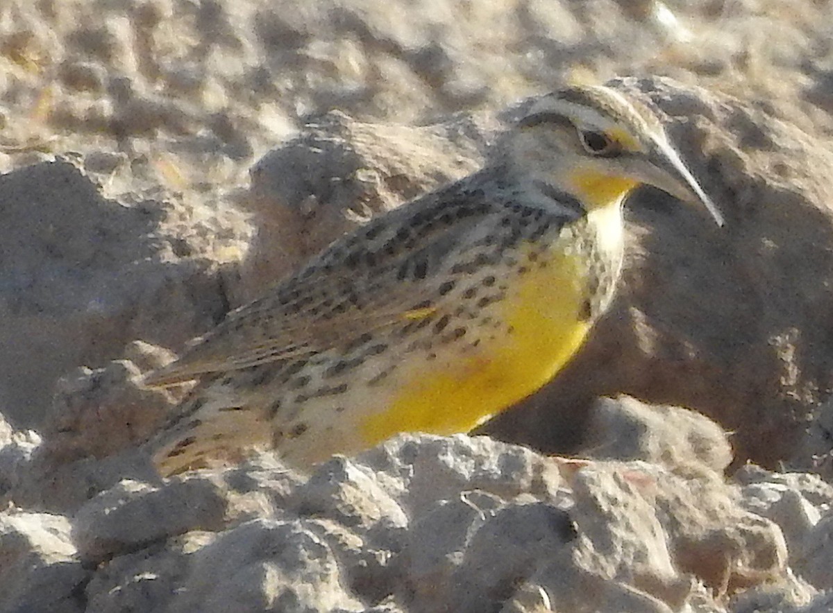 Western Meadowlark - ML617018889