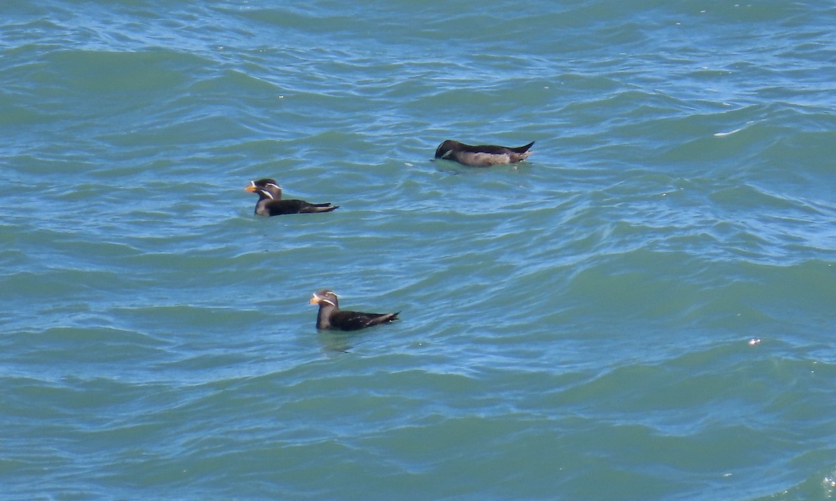 Rhinoceros Auklet - Petra Clayton