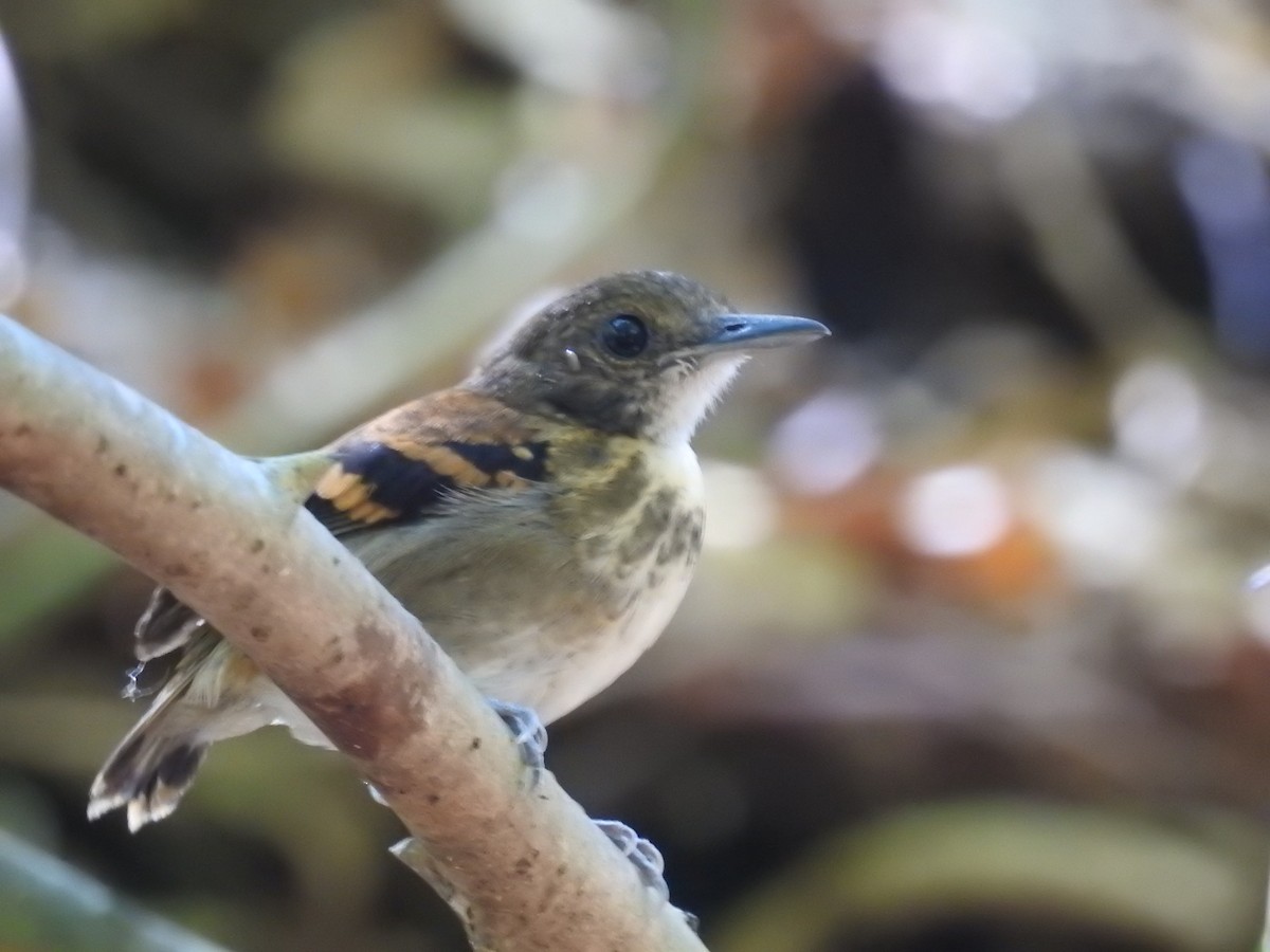 Spotted Antbird - Alejandro Velasquez