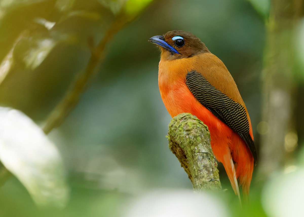 Scarlet-rumped Trogon - Ayuwat Jearwattanakanok