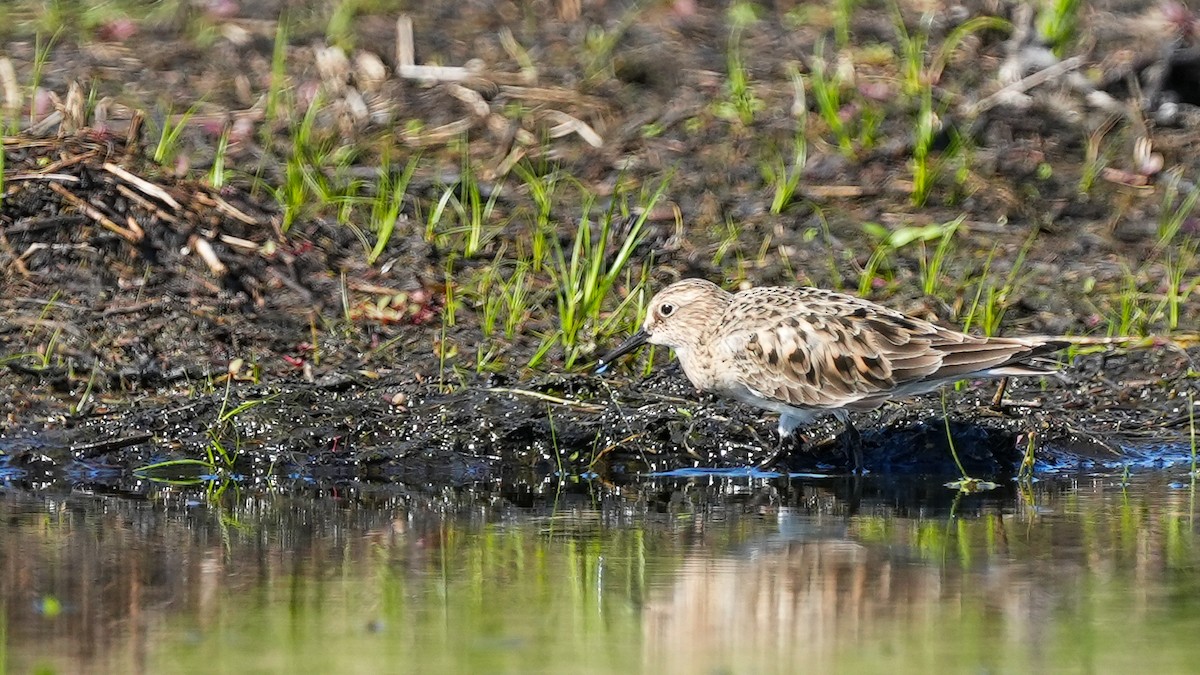 Baird's Sandpiper - ML617018988