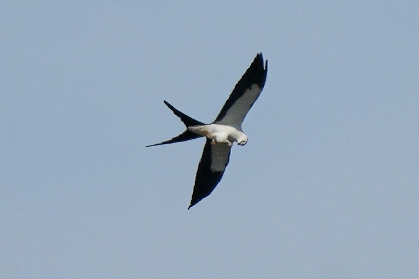 Swallow-tailed Kite - ML617019008