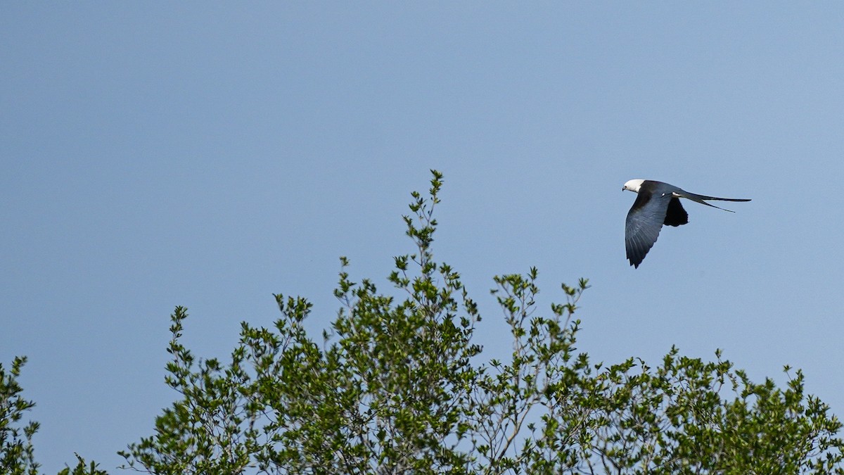 Swallow-tailed Kite - ML617019009