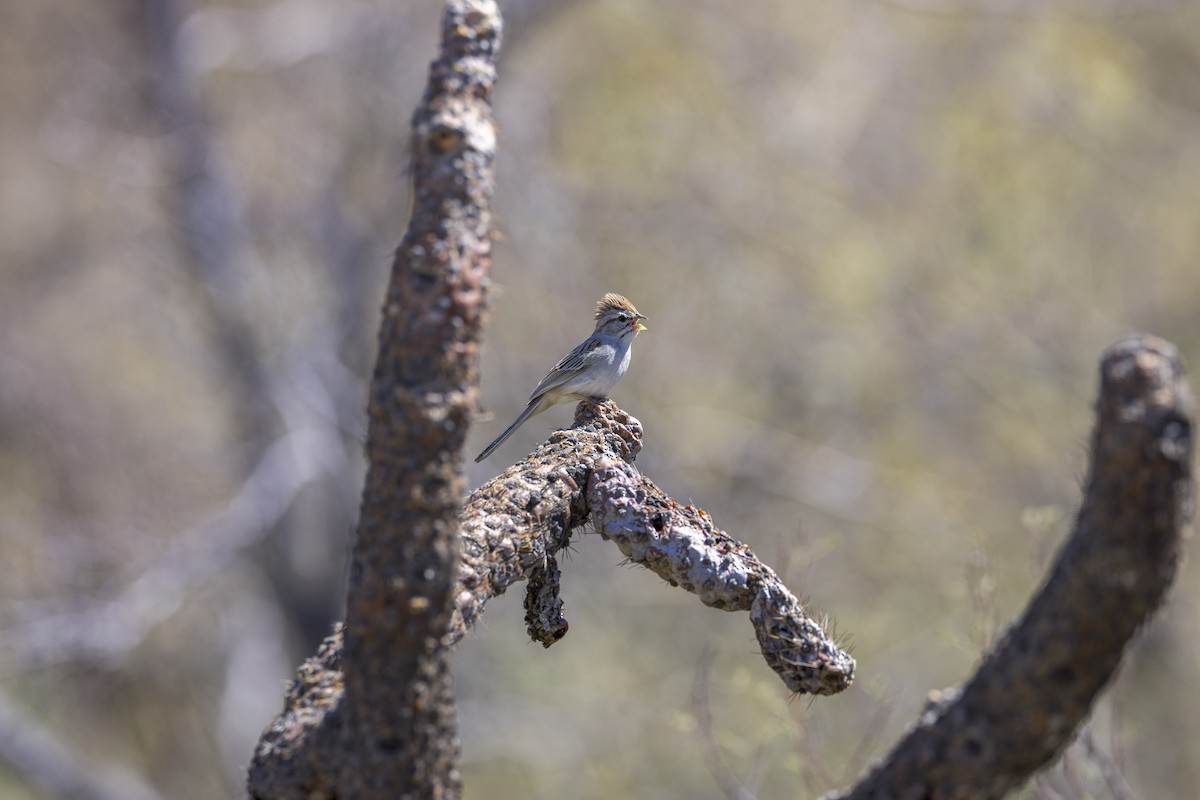 Rufous-winged Sparrow - ML617019015