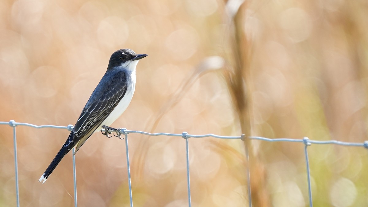 Eastern Kingbird - ML617019016