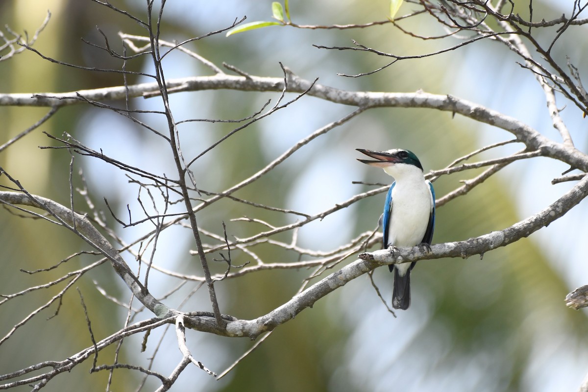 Collared Kingfisher - Enoch Cheuk