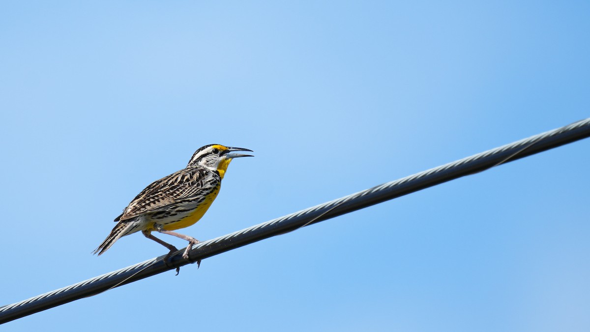 Eastern Meadowlark - ML617019034