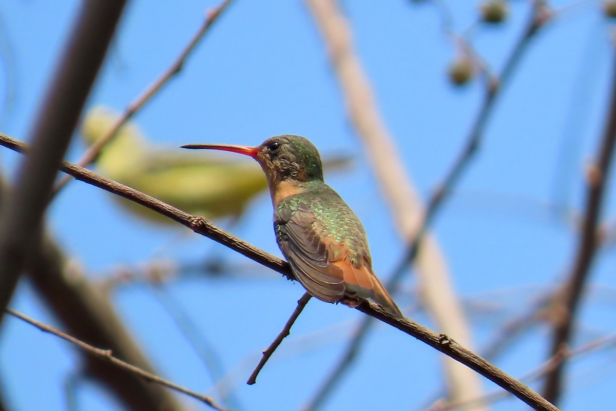 Cinnamon Hummingbird - ML617019051