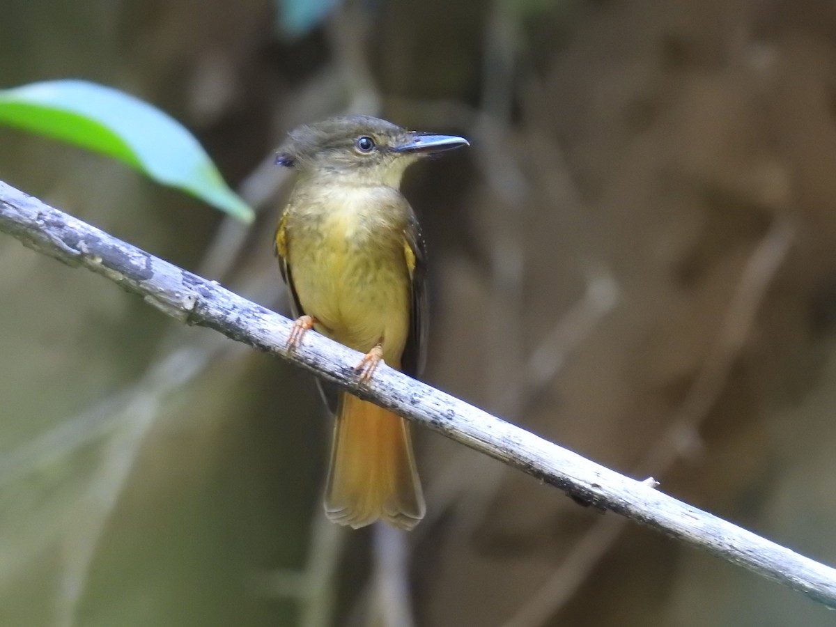 Tropical Royal Flycatcher - Alejandro Velasquez