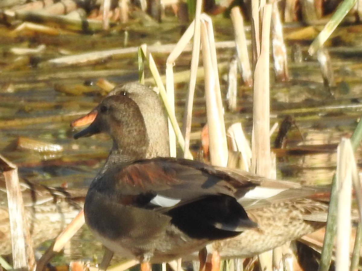 Northern Shoveler - ML617019093