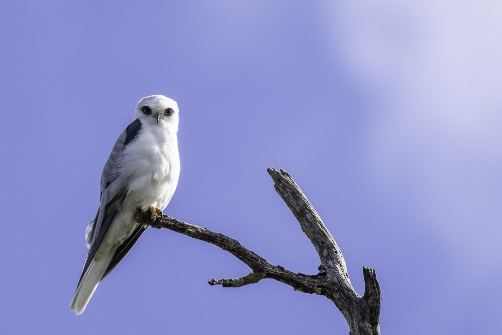 White-tailed Kite - ML617019104