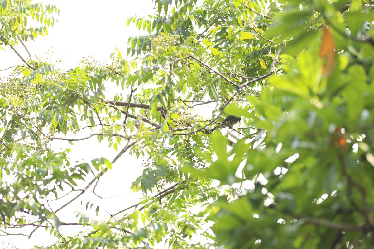 Asian Glossy Starling - Jai Humphries