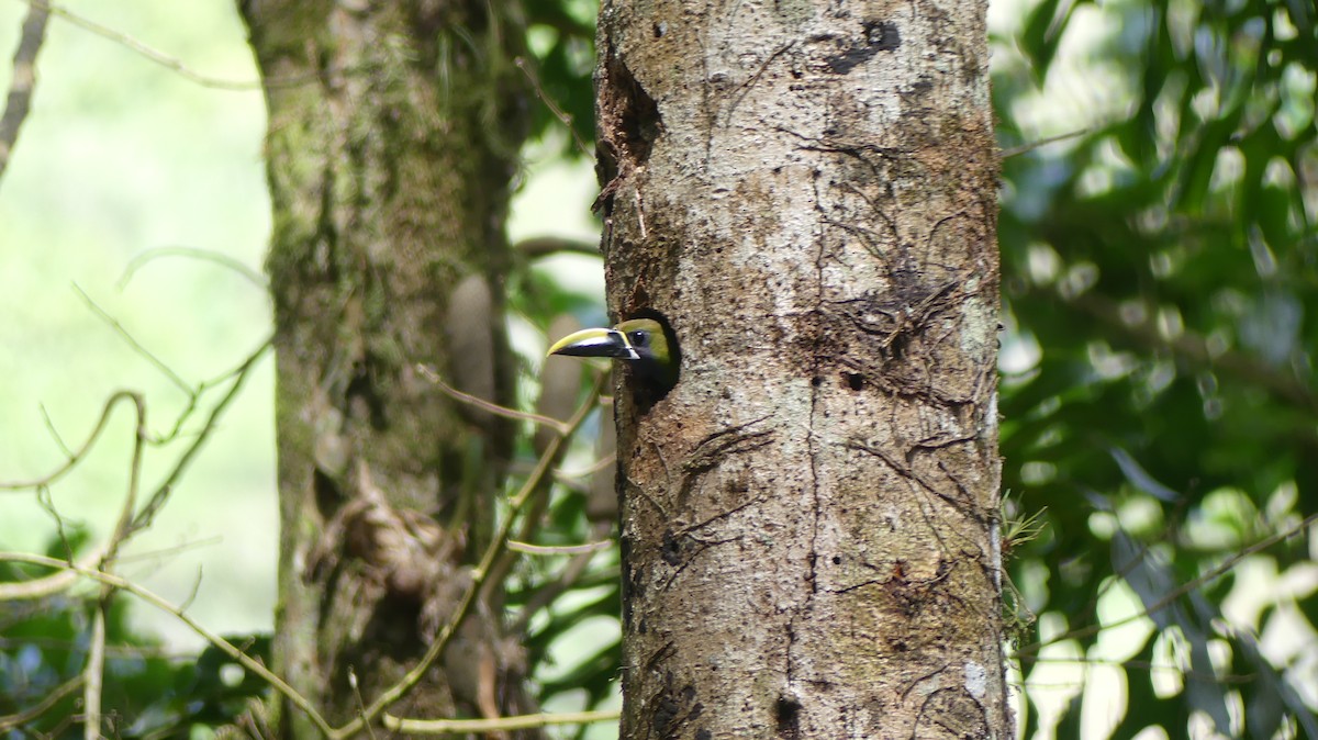 Tucanete Esmeralda (caeruleogularis) - ML617019195