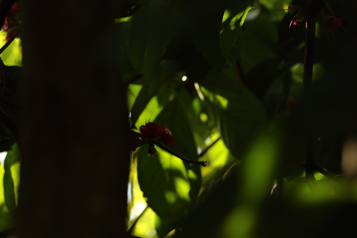 tailorbird sp. - ML617019196