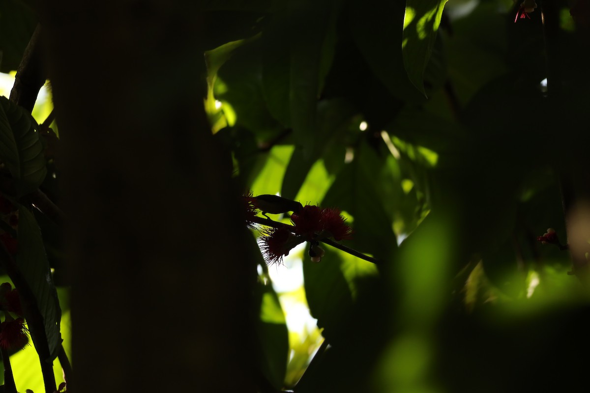 tailorbird sp. - ML617019198