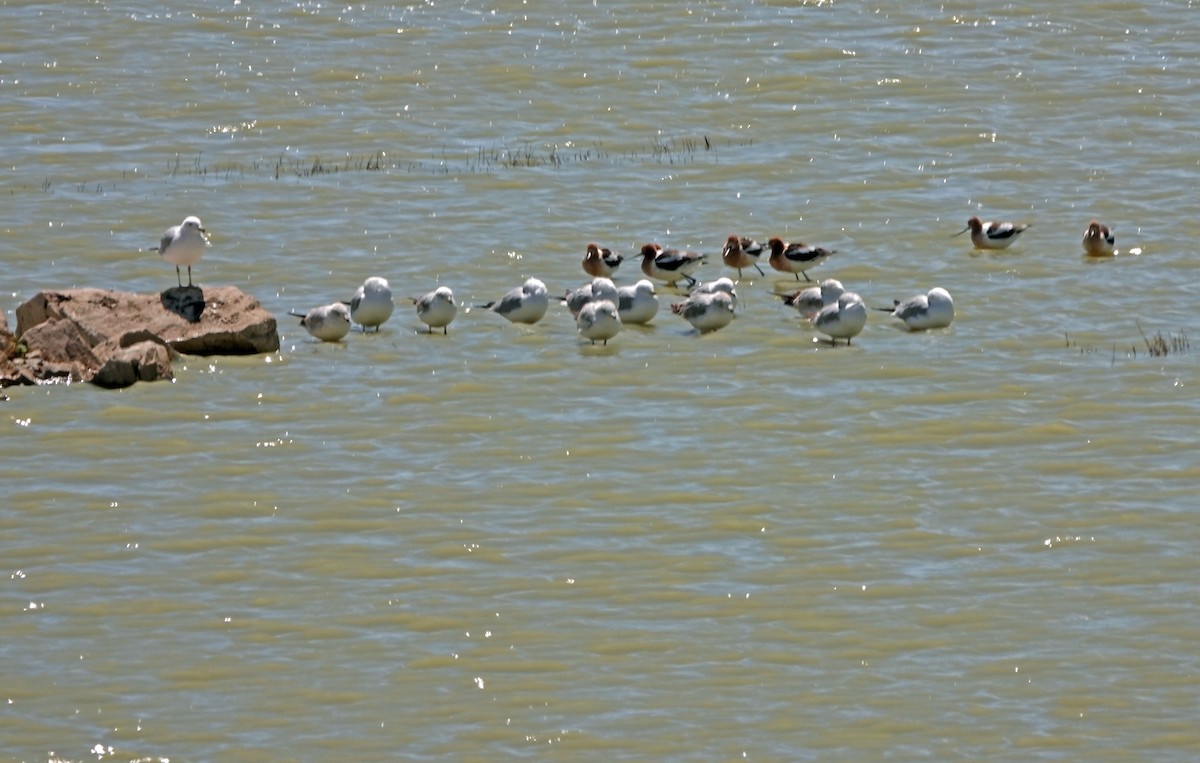 Ring-billed Gull - ML617019211